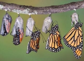 Messages d’Apollon & Marie